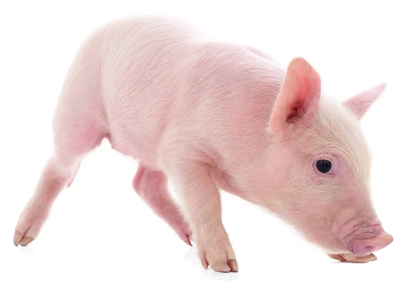 Pequeño Cerdo Rosado Que Está Aislado Sobre Fondo Blanco — Foto de Stock