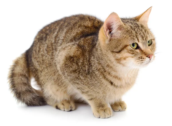 Hermosa Casa Marrón Gato Sobre Fondo Blanco — Foto de Stock