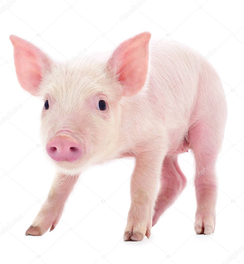 Small pink pig who is isolated on white background.