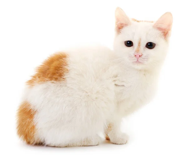 Small White Kitten Isolated White Background — Stock Photo, Image