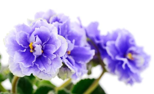 Saintpaulia Violetas Africanas Aisladas Sobre Fondo Blanco — Foto de Stock