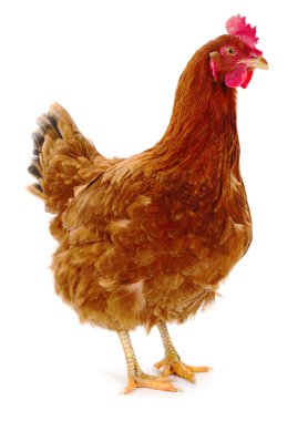 izole kahverengi tavuk.