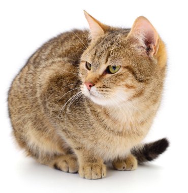 Kahverengi ev kedisi.