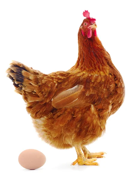 Kahverengi tavuk ve yumurta izole.