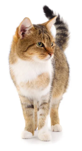 Brown house cat. — Stock Photo, Image