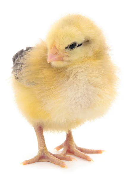 Little chicken isolated. — Stock Photo, Image