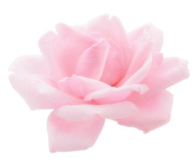 pembe gül çiçeği.