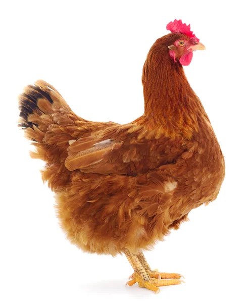 Gallina marrón aislada . — Foto de Stock