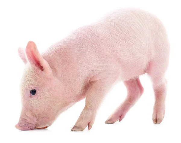 Babi merah muda kecil terisolasi . — Stok Foto