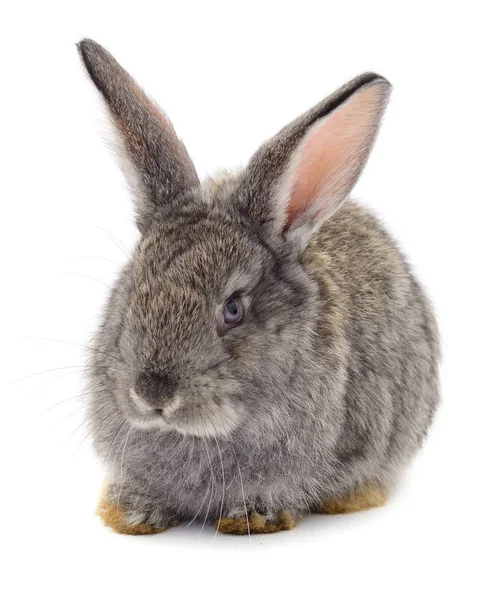 Conejo gris aislado . —  Fotos de Stock
