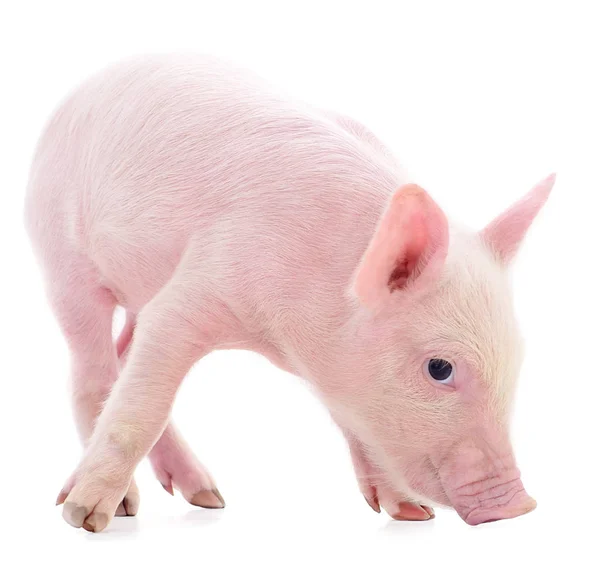 Pequeño cerdo rosa aislado . — Foto de Stock