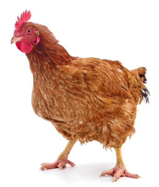 Brown hen isolated. — Stock Photo, Image