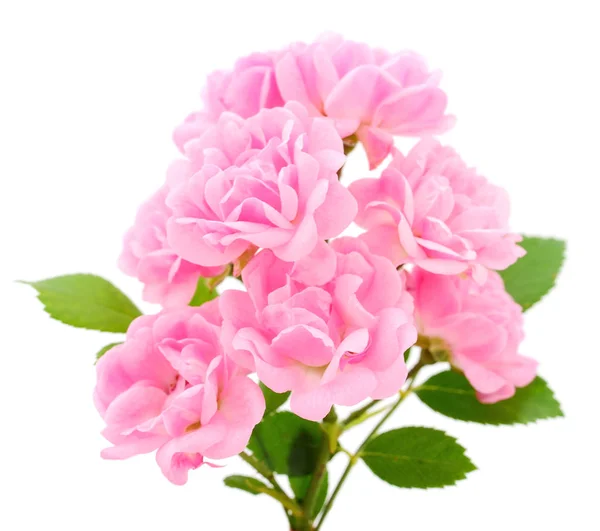 Rózsaszín rózsa virágok. — Stock Fotó