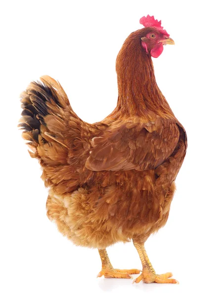 Brown hen isolated. — Stock Photo, Image