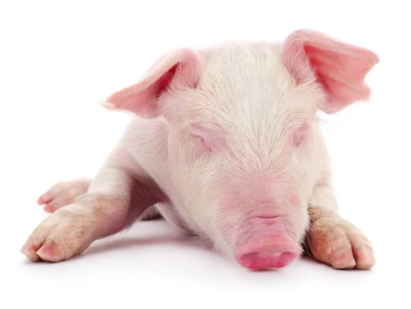 Small pink pig isolated. — Stock Photo, Image