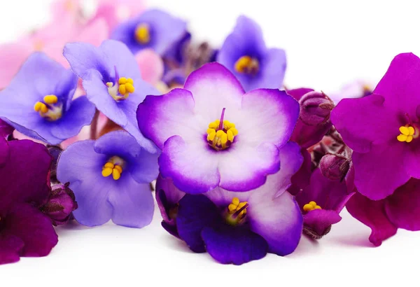 Violetas hermosas flores, fondo . — Foto de Stock