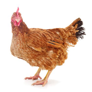 izole kahverengi tavuk.