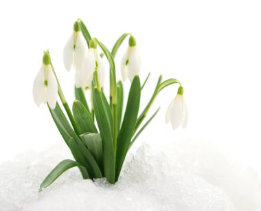 kardelen çiçek üzerinde beyaz izole.