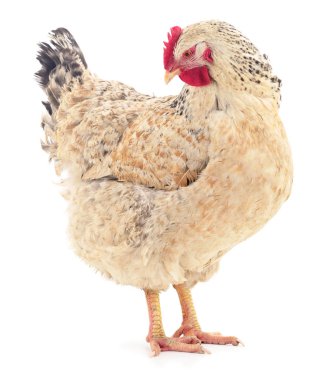 izole kahverengi tavuk.