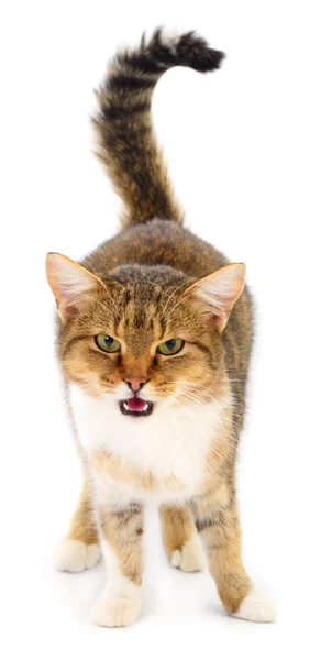 Brown house cat. — Stock Photo, Image