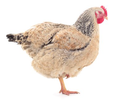 izole kahverengi tavuk.