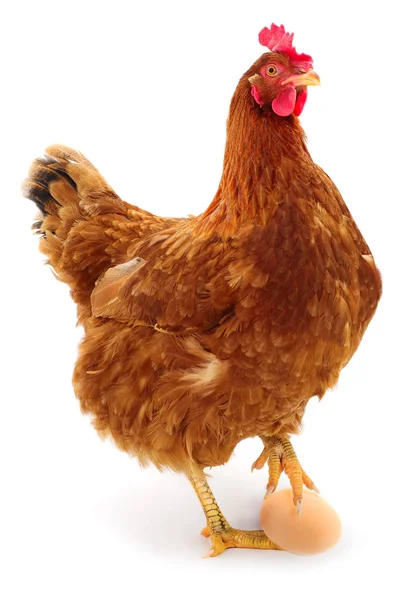 Kahverengi tavuk ve yumurta izole.
