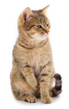 Kahverengi ev kedisi.