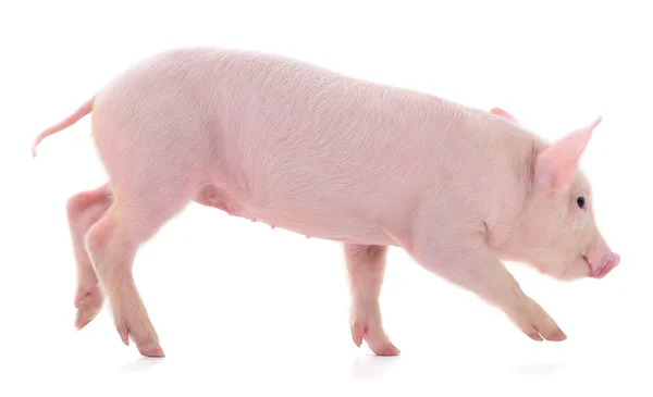 Pequeño cerdo rosa aislado . — Foto de Stock