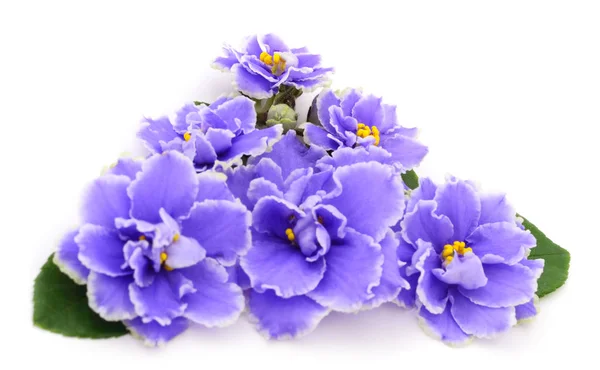 Violetas hermosas flores . — Foto de Stock