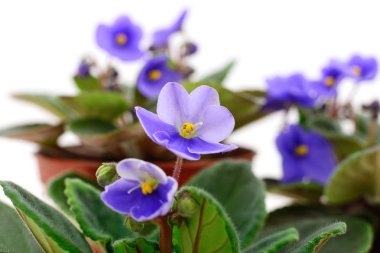 Menekşe güzel çiçekler.