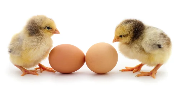 Deux poulets et deux œufs isolés . — Photo
