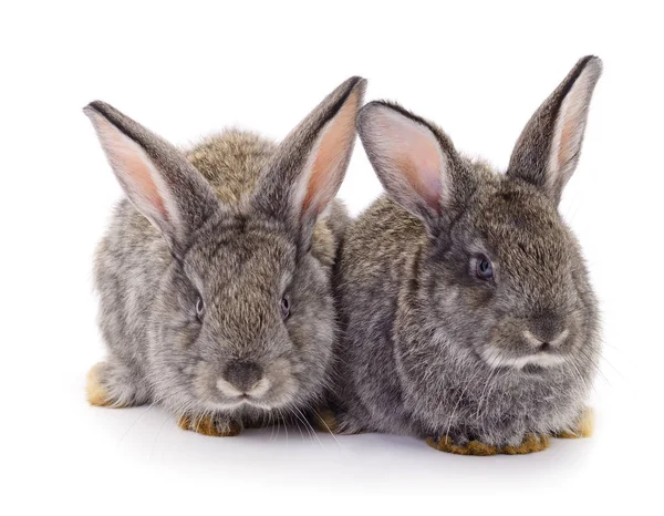 Grijze konijnen geïsoleerd. — Stockfoto