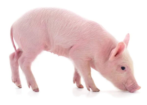 고립 된 작은 핑크 돼지. — 스톡 사진