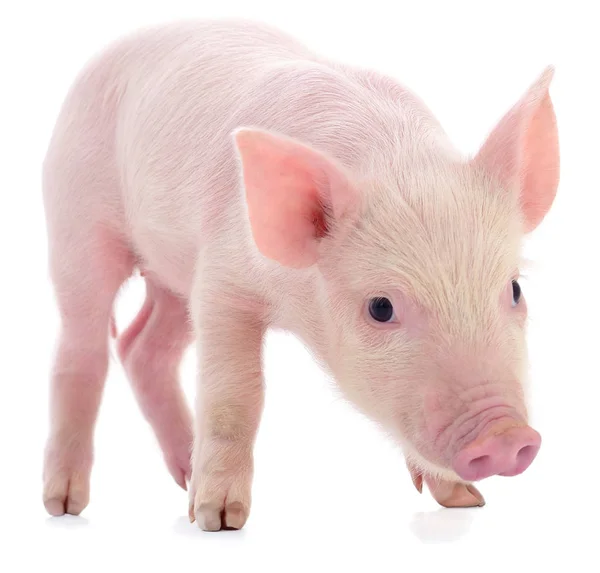 Small pink pig isolated. — Stock Photo, Image