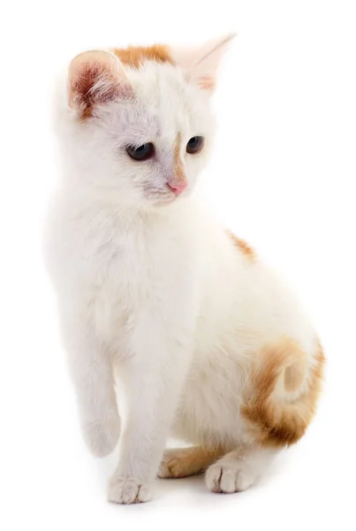 Small white kitten. — Stock Photo, Image