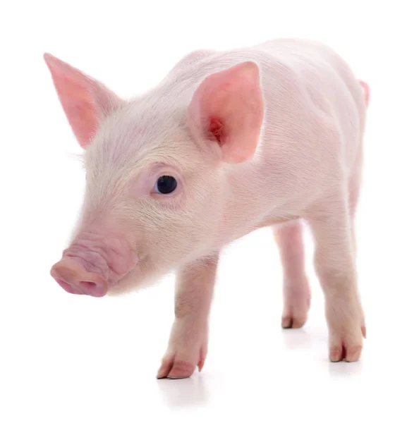 Small pink pig isolated. — Stock Photo, Image