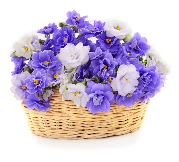 Violetas hermosas flores en cesta, fondo . — Foto de Stock