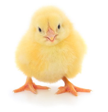 izole küçük tavuk.