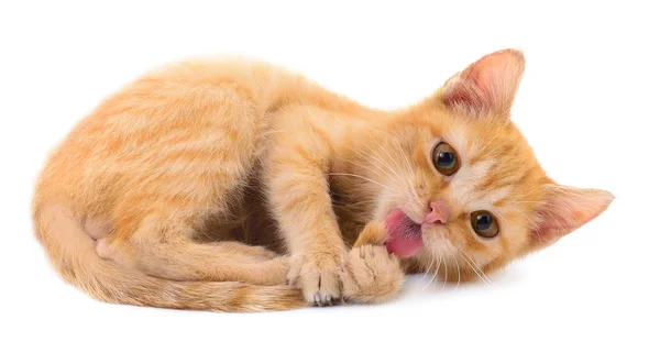 Pequeño gatito rojo . — Foto de Stock