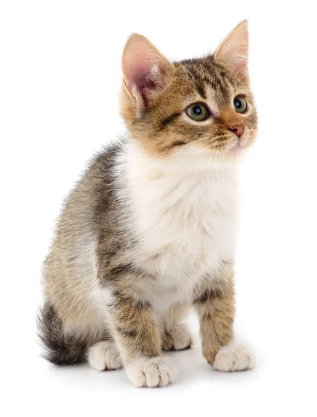 Small brown kitten. — Stock Photo, Image
