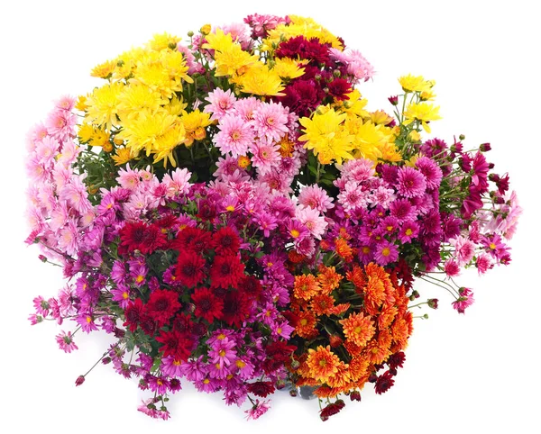 Flores de crisantemo. —  Fotos de Stock