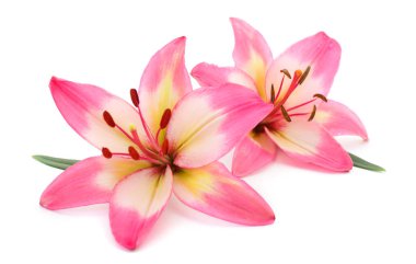pembe lily çiçek.