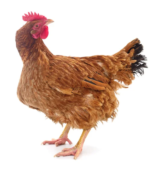 分離された茶色の鶏. — ストック写真