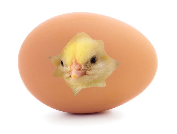 Poulet sortant d'un œuf brun . — Photo