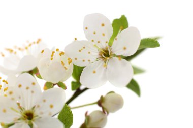 kiraz çiçek şube.