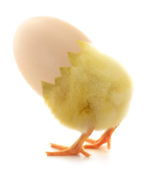 Poulet sortant d'un œuf brun . — Photo