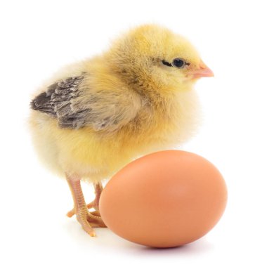 Küçük tavuk ve yumurta izole.