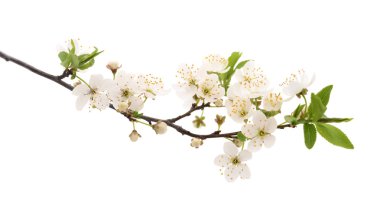 kiraz çiçek şube.