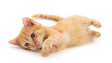küçük kırmızı kedi.