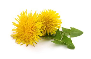 Yaprakları ile iki karahindiba.